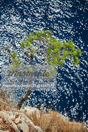 Lonely Tree, Dugi Otok, Dalmatia, Croatia, Europe