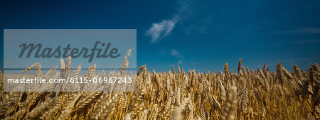 Wheat Field, Croatia, Slavonia, Europe