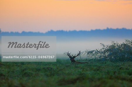 Stag At Dawn