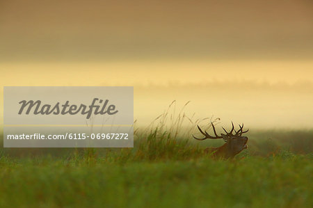 Stag In Field At Dawn