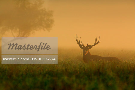 Stag In Morning Mist