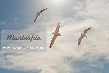 Three seagulls flying overhead in blue sky