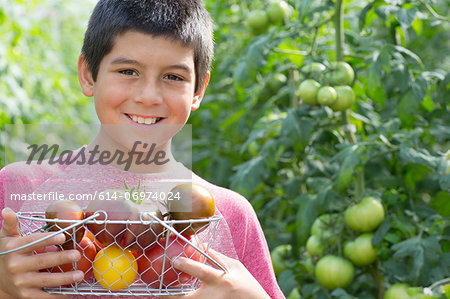 Boy picking fresh tomatoes