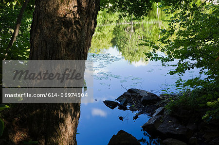 Reflection on calm lake viewed through foliage