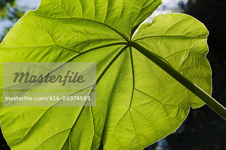 Backlit close up of large green leaf