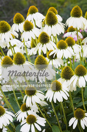 Close-up of white coneflowers
