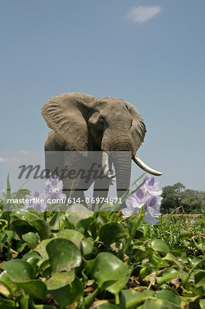 African Elephant standing by River Hyacinth, Mana Pools National Park,  Zimbabwe, Africa