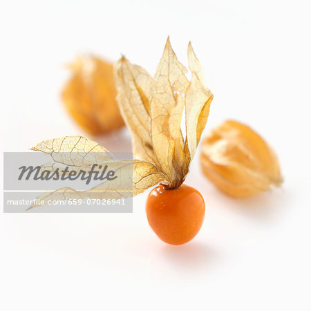 Physalis (no background)