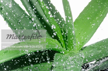 Aloe vera with droplets of water (close-up)