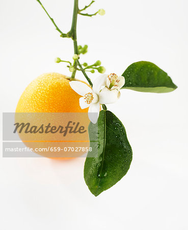 An orange with flowers hanging from the stem