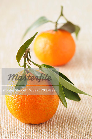 Two clementines with stalks and leaves