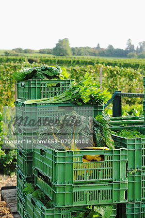 Freshly harvested vegetables in plastic crates by a field of vegetables