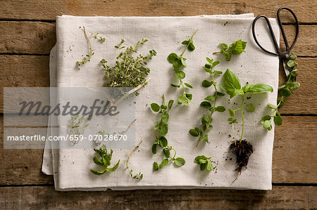 Fresh herbs on a white tea towel