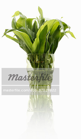 Fresh wild garlic leaves in a glass of water