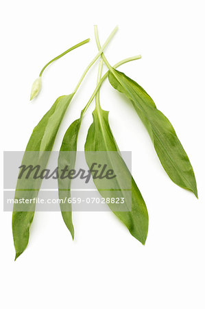 Fresh wild garlic leaves and a flower bud Fresh wild garlic leaves and a flower bud