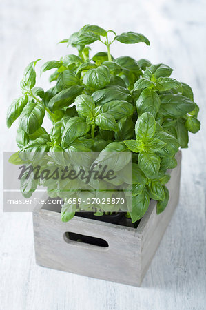 Fresh basil in a wooden crate