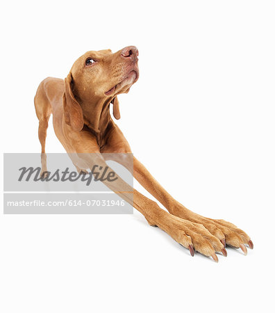 Studio portrait of vizsla dog stretching out front legs