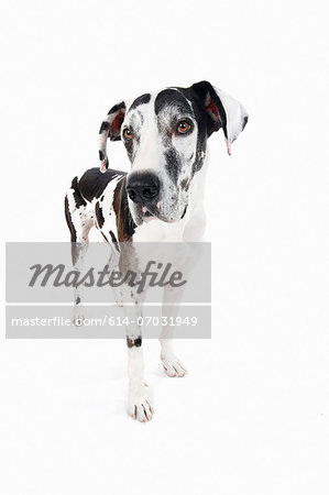 Studio portrait of great dane