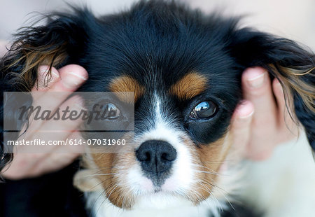 Close up of hands holding king charles spaniels head