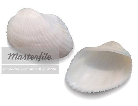 Seashells isolated on white background. Vector illustration