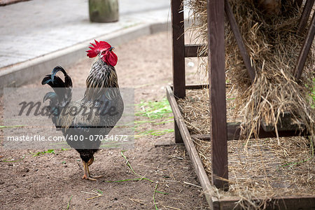 Rooster near hay storage in farm yard