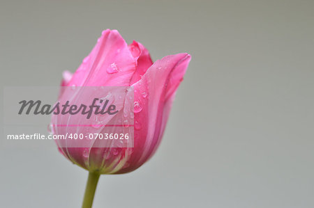 Close up of one pink tulip after rain on blurred background.