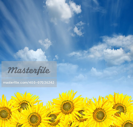yellow sunflowers over blue cloudy sky background in summer