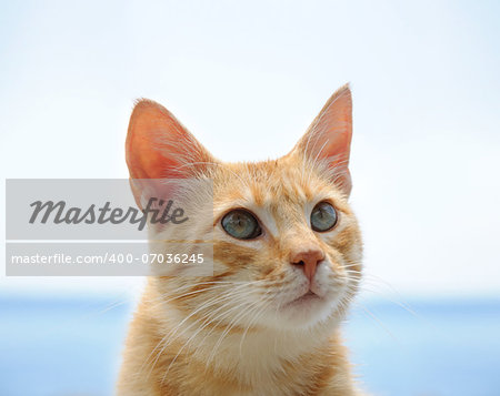 portrait of red cat with green eyes over blue and white background