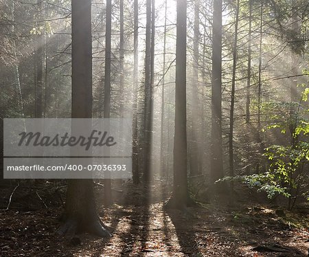 Rays of sun in the fog in the forest