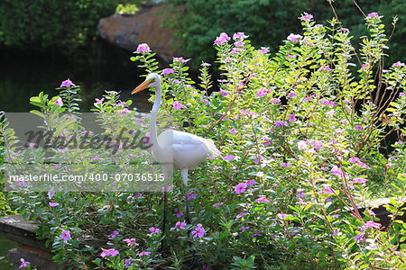 The egret in pink flowers at the water