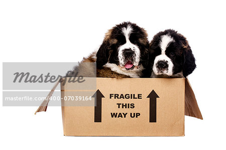 St Bernard puppies sat in a cardboard box isolated on a white background