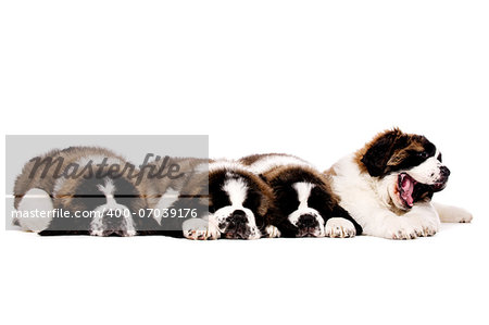 Four sleepy St Bernard puppies together isolated on a white background