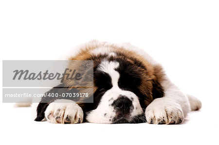 St Bernard puppy laid sleeping isolated on a white background