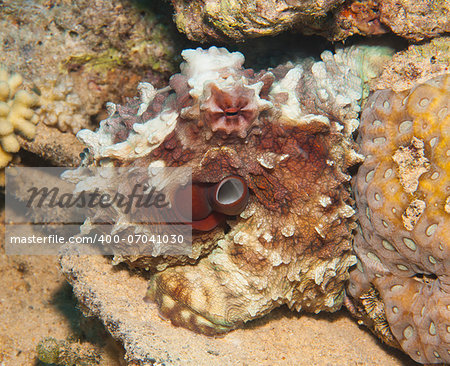 Common reef octopus underwater camouflaged on tropical coral