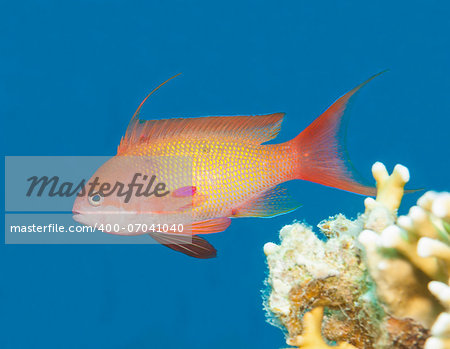Lyretail anthias fish swimming in blue water on tropical coral reef