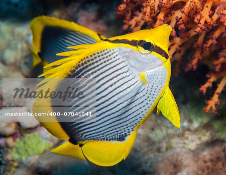 Blackbacked butterflyfish swimming underwater on a tropical coral reef