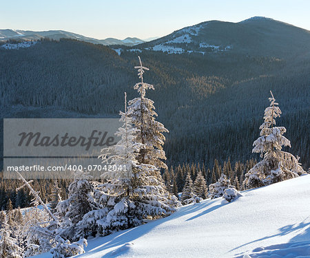 Morning winter mountain landscape with fir trees in front.