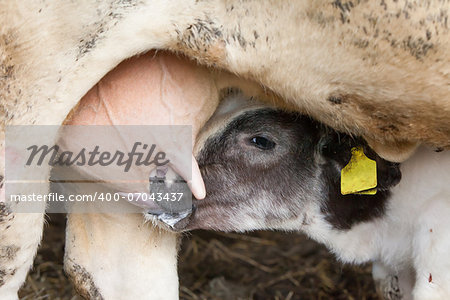 Young calf drinks milk from his mother