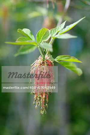 Red Plant Catkins on Green Leaves background closeup