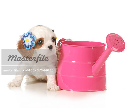 cute puppy - female cavalier king charles puppy sitting beside a pink watering can isolated on white background - 7 weeks old