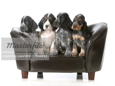 litter of puppies - four english cocker spaniel puppies sitting on a couch isolated on white background - 7 weeks old