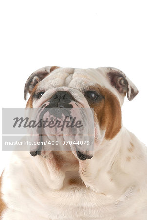 english bulldog portrait isolated on white background