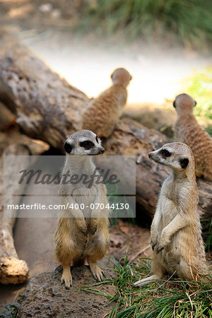 Meerkat or suricate (Suricata, suricatta) is a small mammal and a member of the mongoose family. Zoo in New Zealand