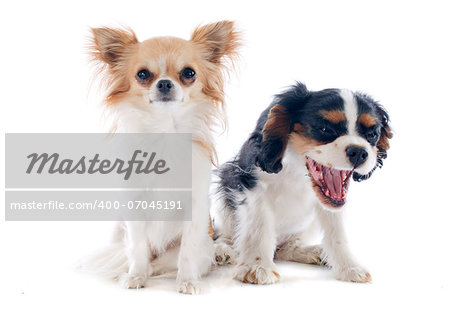 chihuahua and young cavalier king charles in front of white background