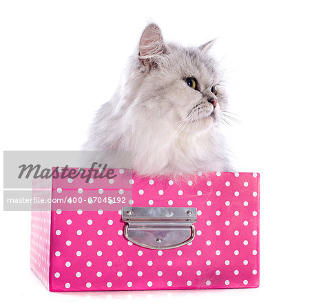 persian cat in box in front of a white background