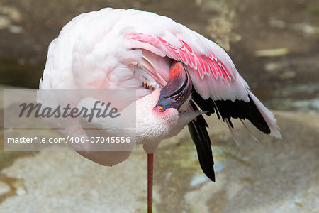 Pink Flamingo Standing on One Leg Grooming Closeup Portrait