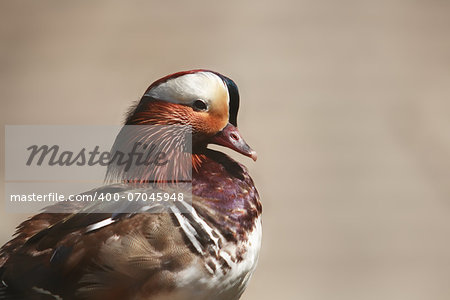 Closeup portrait of beautiful mandarin duck on gray background