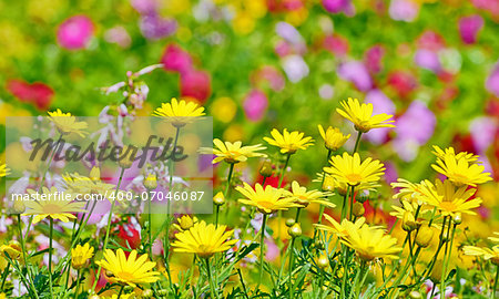 beautiful yellow flowers in floral background