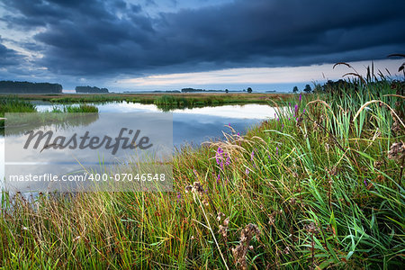 pink wildflowers by lake at sunrise, Drenthe