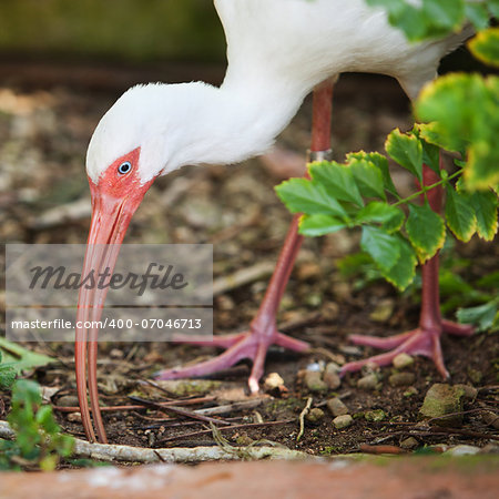 White ibis with leg tag foraging for food